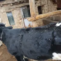 گوساله ماده دورگ کشتاری|حیوانات مزرعه|نوبران, |دیوار