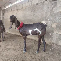 بز دورگ افغان