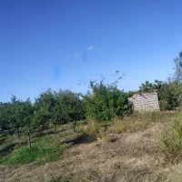 باغ ۱۱ ساله مرکبات و انواع میوه