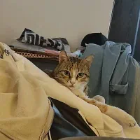 گربه دی اس اچ واگذاری