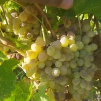 کشمش افتابی