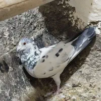 کبوتر بی کاکول|پرنده|سنندج, |دیوار