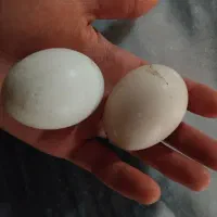 تخم اردک سیکا نطفه دار