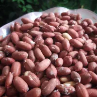 بادام زمینی آستانه اشرفیه درشت و سورت شده