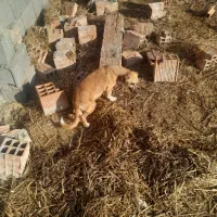 ی جفت سگ پا کوتا ی نر و ی ماده|سگ|گمیشان, |دیوار