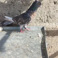 کفتر سیه طلایی