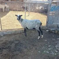 رومانف دوقلو، شکم اول آبستن،سنو گرافی شده
