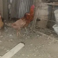 مرغ خروس لاری|حیوانات مزرعه|مشهد, شهید بصیر|دیوار