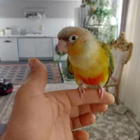 گرینچیک گمشده