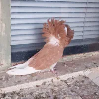 کبوتر شامپیون و سفید کاکلی پرشی|پرنده|کاشان, راوند|دیوار