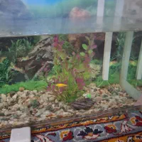 آکواریوم شیشه خم|ماهی|میاندوآب, |دیوار