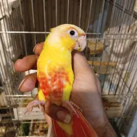 ردچیک سانچیک مونچیک