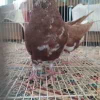 کبوتر شهری ،وبهبهونی فروش یا معاوضه با سهره وطوطی|پرنده|شیراز, بید زرد|دیوار