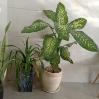 تعدادی گل به قیمت عمده ب فروش می‌رسد|گل و گیاه طبیعی|کازرون, |دیوار