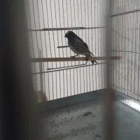 سهره قناری گلبسر نر شلاقی بخونه|پرنده|قم, ولیعصر|دیوار