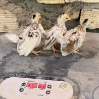 جوجه برهما گلین امروک جاپنیز کوشین سبرایت ویاندوت