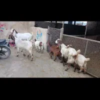 بز نجدی|حیوانات مزرعه|بروجرد, |دیوار