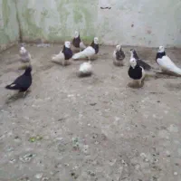 کبوتر|پرنده|سبزوار, کوی بهار|دیوار