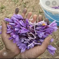پاک کردن گل زعفران