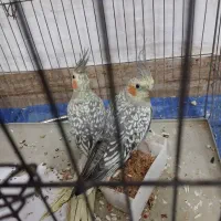 یک جفت عروس هلندی مولد