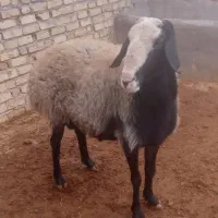 قوچ اصیل شال