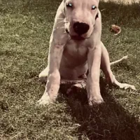 دوگو آرژانتینو|سگ|تهران, فرمانیه|دیوار