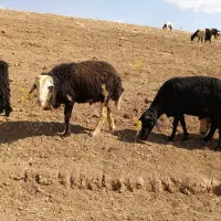 قوچ|حیوانات مزرعه|زاغه, |دیوار