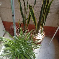 فروش سانسوریا و گندمی