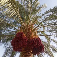 باغ انصبایی پذیرفته میشود