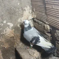 دوعدد کبوتر نر