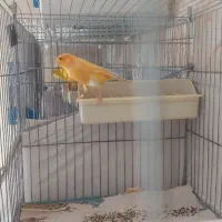 قناری پرتقالی|پرنده|تهران, شهران شمالی|دیوار