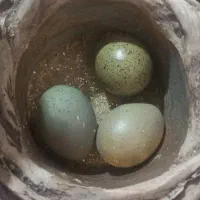 بلدرچین مینیاتوری|حیوانات مزرعه|شیراز, دارالرحمه|دیوار