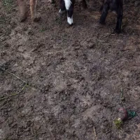 گوسفند دوقلوزا بره وره مار|حیوانات مزرعه|قائم‌شهر, |دیوار