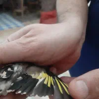 سهره نر داغسر|پرنده|قزوین, |دیوار