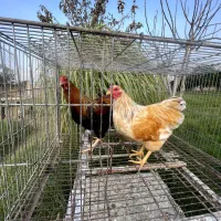 مرغ و خروس نژاد ویاندوت|حیوانات مزرعه|تهران, جوادیه تهرانپارس|دیوار