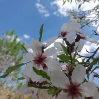 گل دیفن وسوسن فروشی