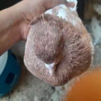 کبوتر سینه ای|پرنده|کوه چنار, |دیوار