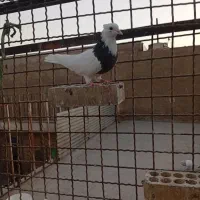 کفتر طوقی|پرنده|اهواز, منبع اب|دیوار