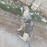 سگ پژدر 11ماهه|سگ|ارومیه, |دیوار