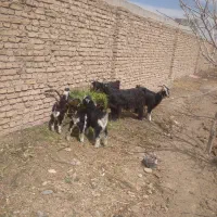 بز همراه با بزغاله