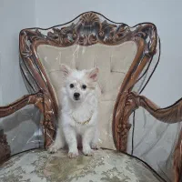 سگ پامرین|سگ|رباط‌کریم, نصیرشهر|دیوار