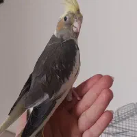 عروس هلندی سه ماهه رام