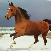 انواع پوستر