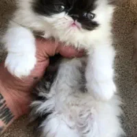 بریتیش بلوگلدلانگ|گربه|تهران, هلال احمر|دیوار