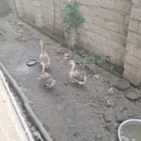 ۳تا قوغاز نژاد عالی درشت و بالغ یه نر و دو ماده