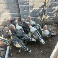 بوقلمون خانگی