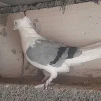 کفتر نقش وپرشی|پرنده|اردکان, |دیوار