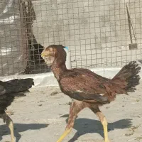 جوجه لاری|حیوانات مزرعه|تهران, نیروی هوایی (پیروزی)|دیوار