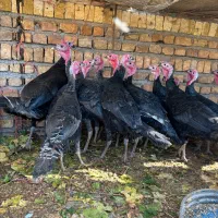 بوقلمون وخروس ومرغ|حیوانات مزرعه|بشاریات, |دیوار