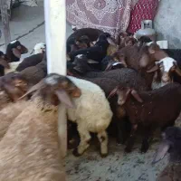 میش بره|حیوانات مزرعه|باوله, |دیوار